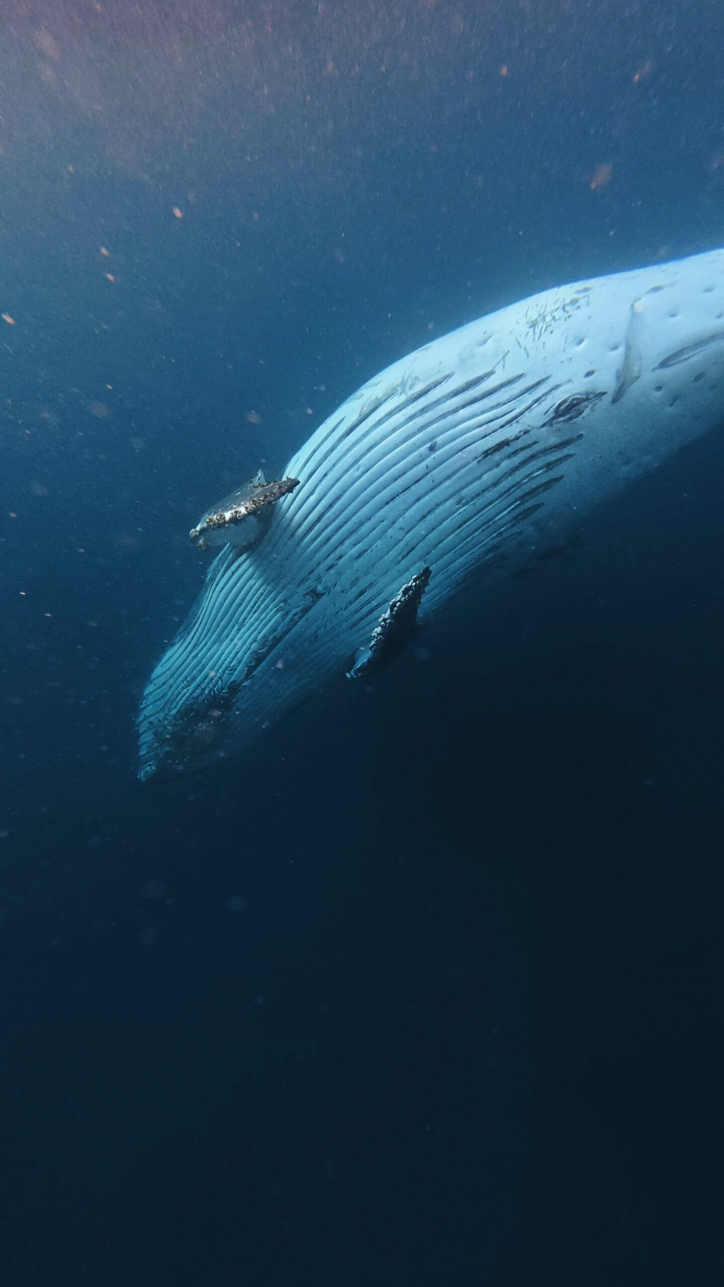 Tonga