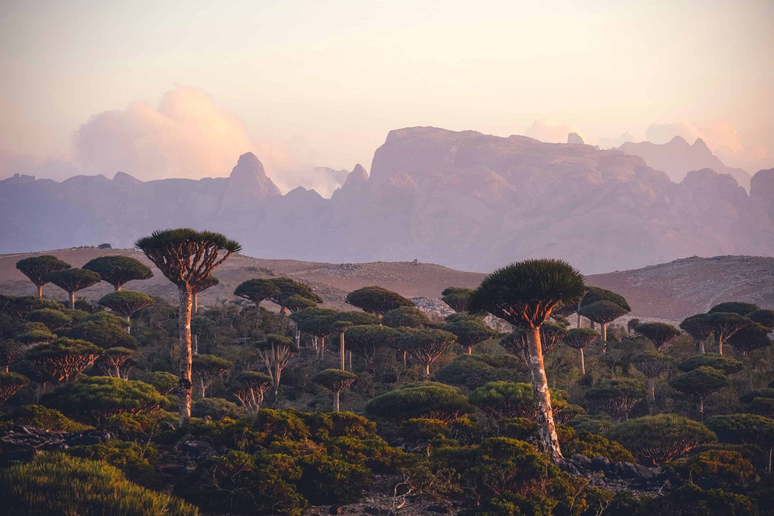 Dragon blood trees, Socotra island, Yemen