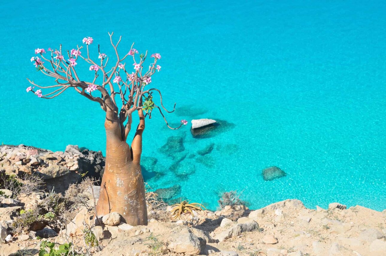 Socotra, Yemen, Sokotra, Jemen