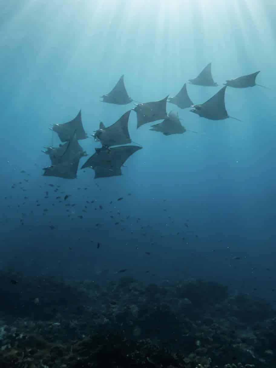 raja ampat, indonesia
