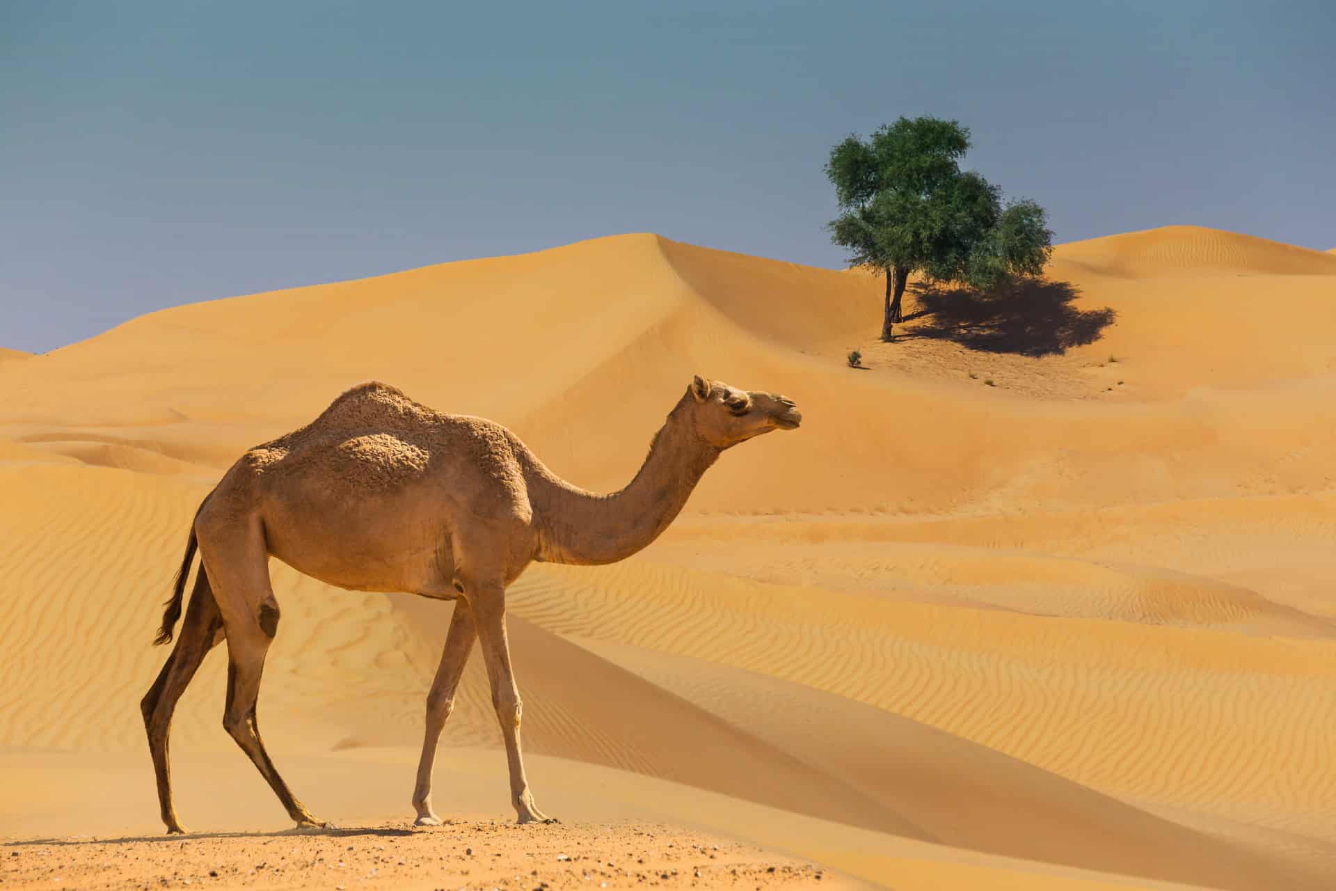 Nouakchott a najkrajšie duny Mauritánie