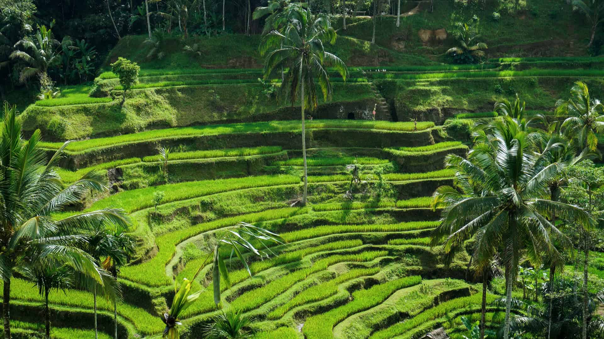 Zelený Ubud