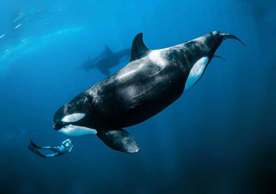 Orca, killer whale, Mexico, Baja California