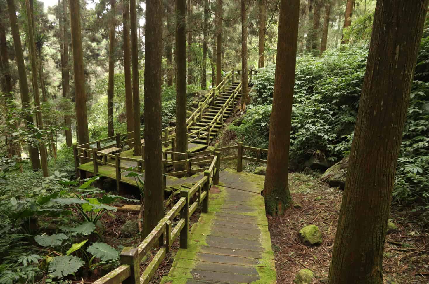 Alishan National Park, Taiwan