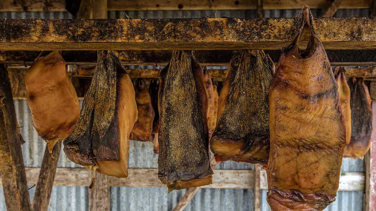 Drying hakarl