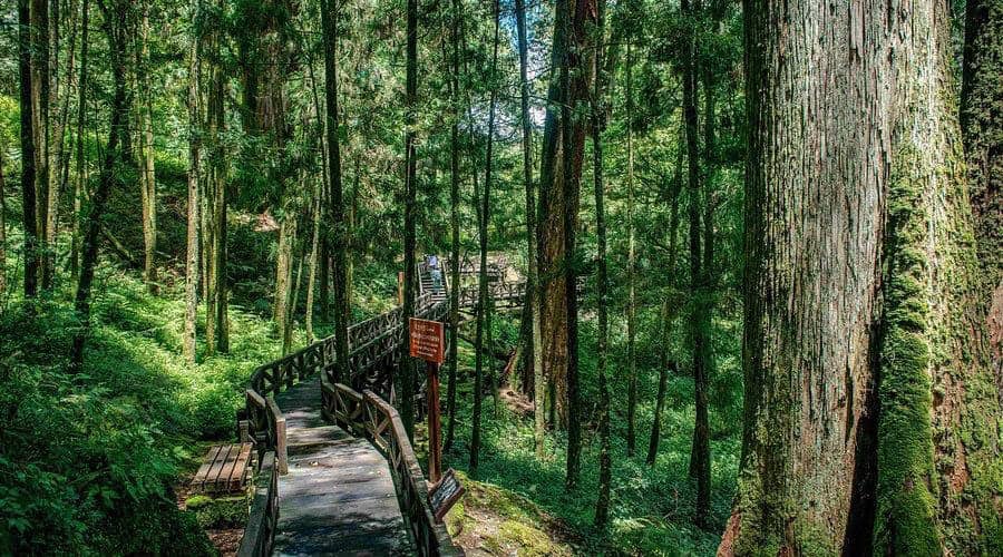 Alishan National Park, Taiwan