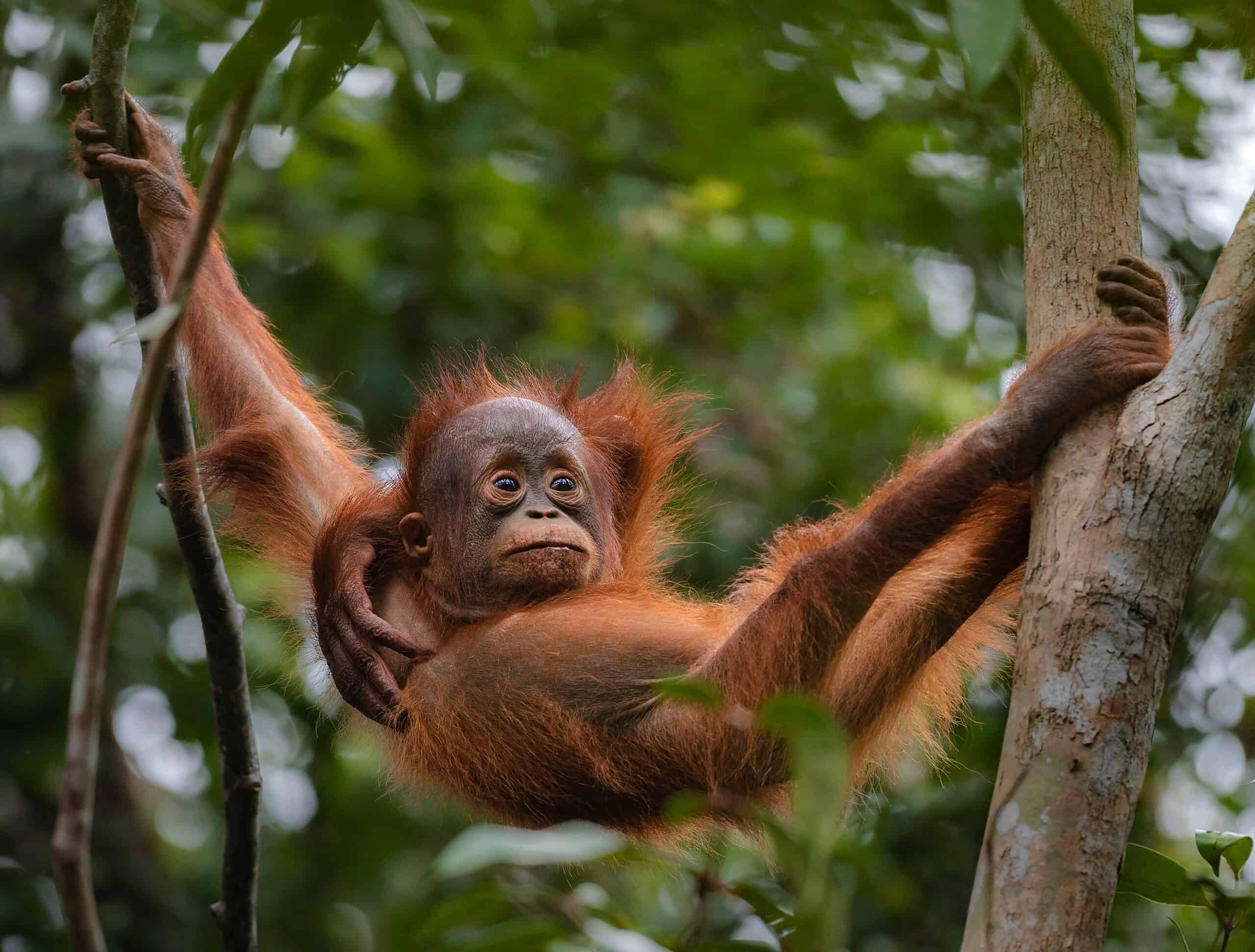 Útočisko orangutanov Sepilok