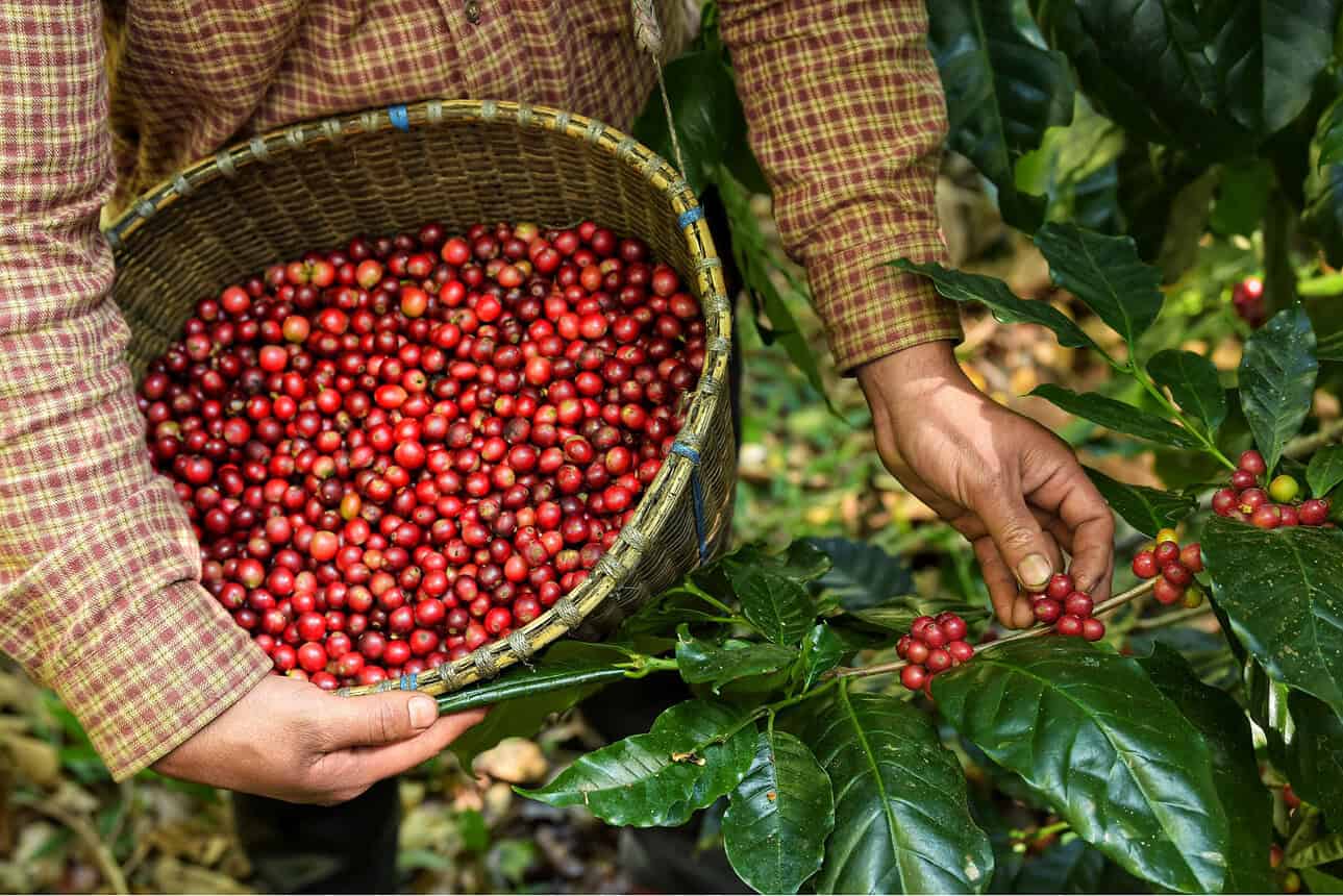 Coffee Fresh Beans, Coffee Cherries