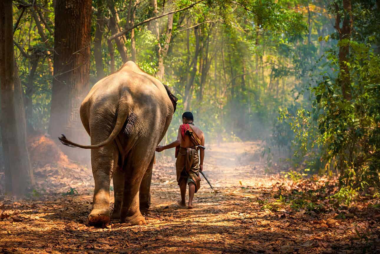 Elephant and mahout, Thailand