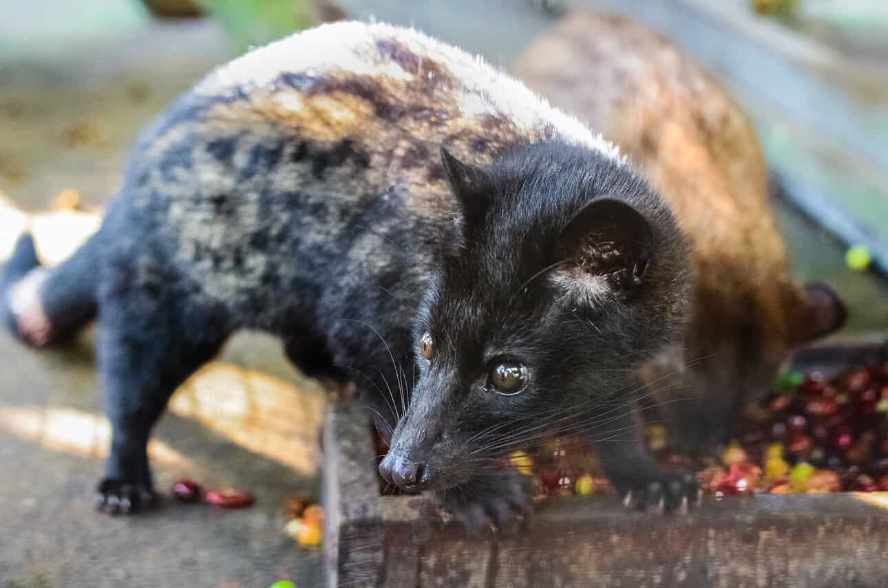Luwak, Civet cat, Coffee